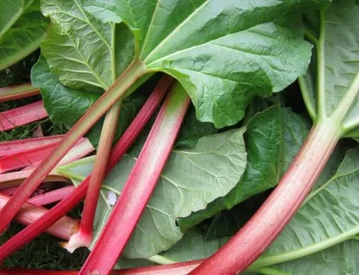 How Does My Garden&nbsp;Grow